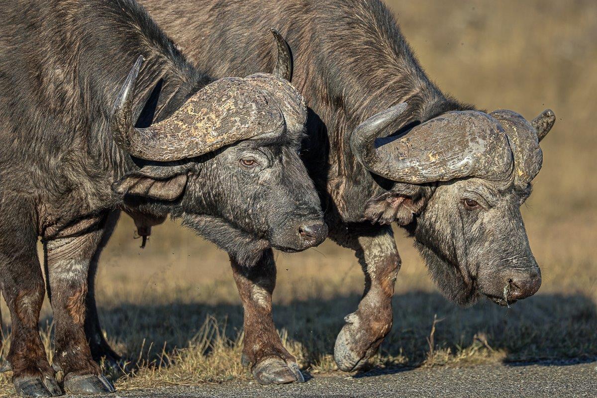 Sabi Sabi Ruan Mey Buffalo