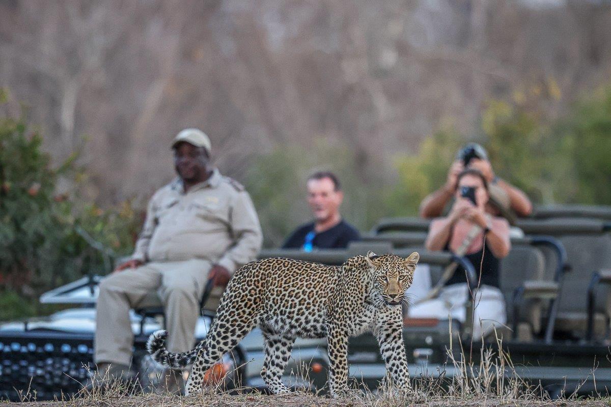 An Ntsumi semi-adult cub prowling along with a safari vehicle behind her which does not impact her state