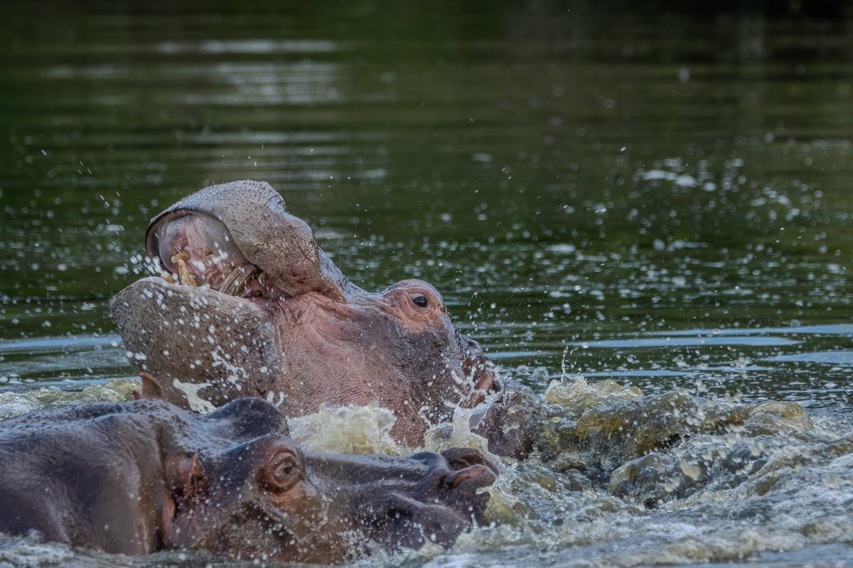 Hippos wallowing in the water