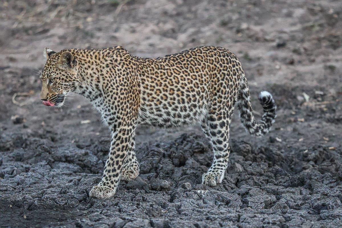 Ntsumi sub-adult cub walking through sand-cracked mounds