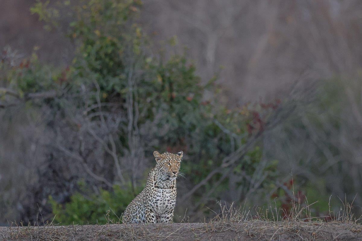 An Ntsumi cub in a lions pose on a mountain crest looking into the distance