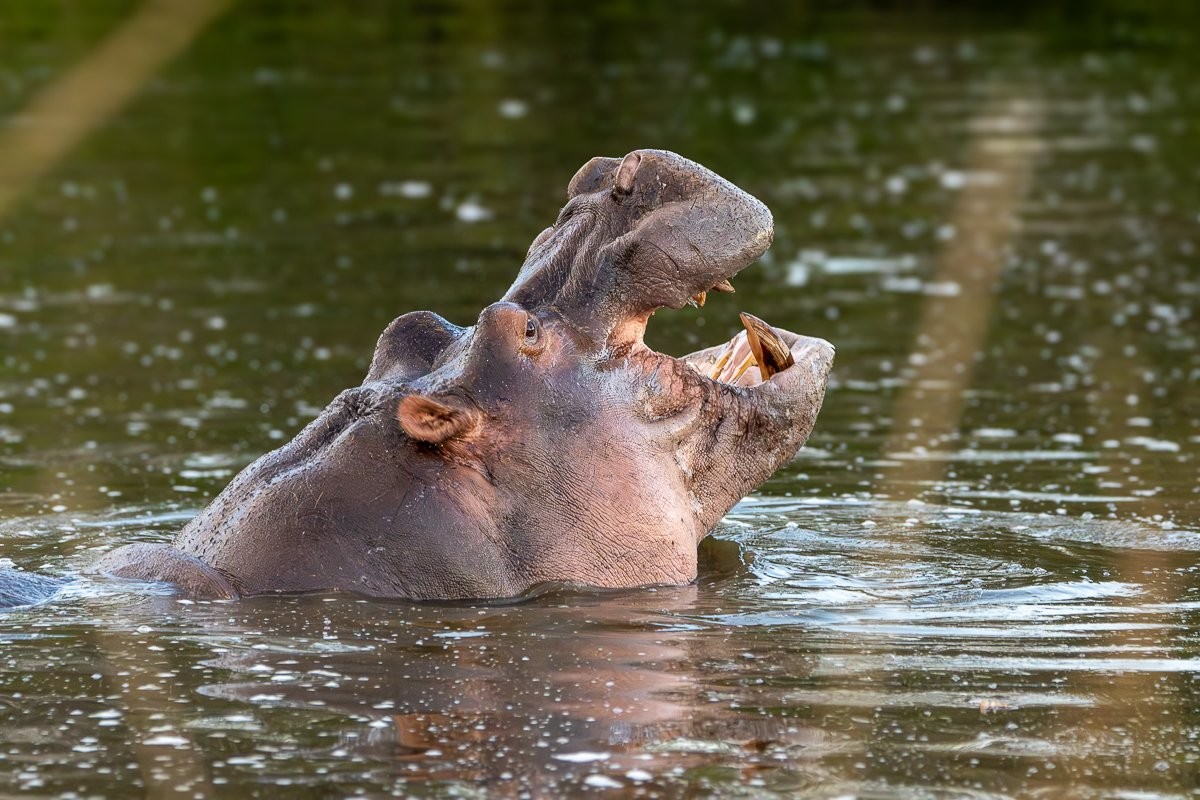 A submerged hippo surfaces its head