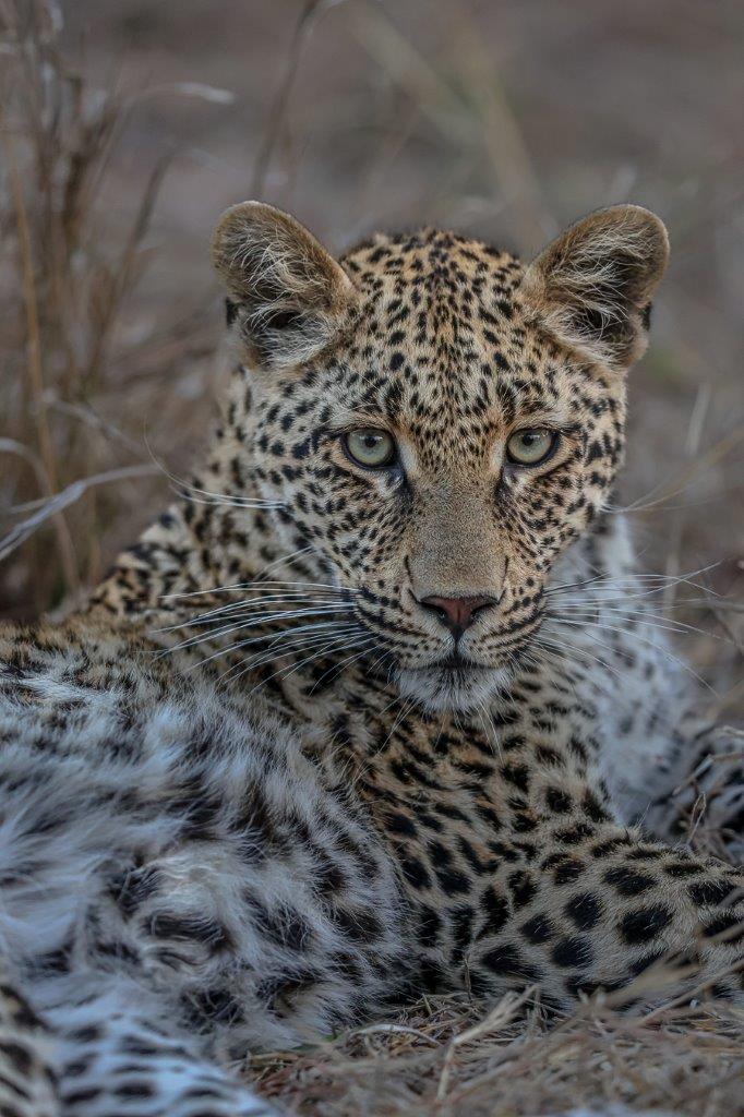 An Ntsumi cub nestled within dry grass