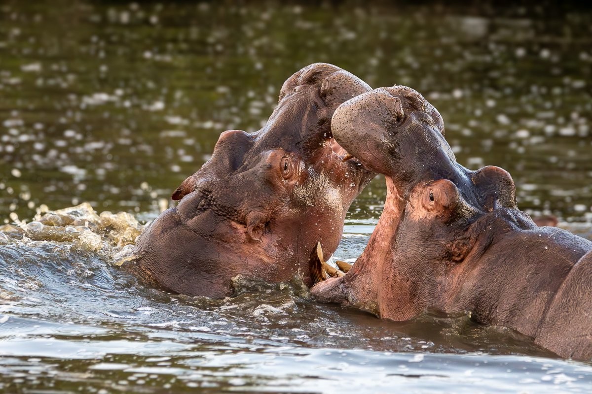 Splashing and playfully nudging hippos