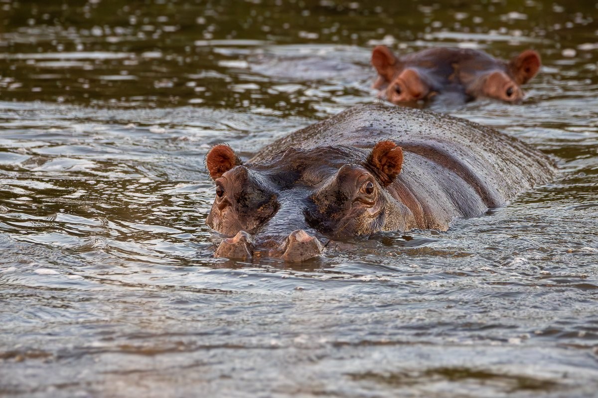 Two submerged hippos crack the water surface