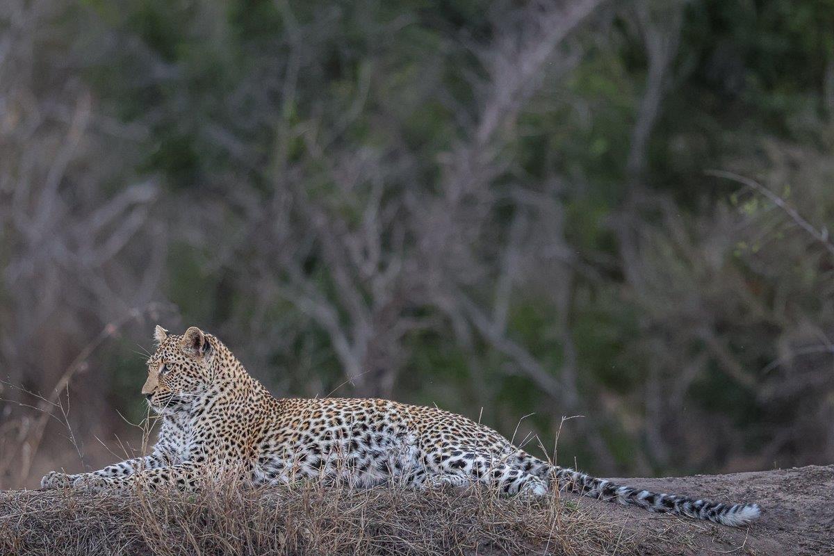 Sub-adult leopard laying on all fours on a sand heap