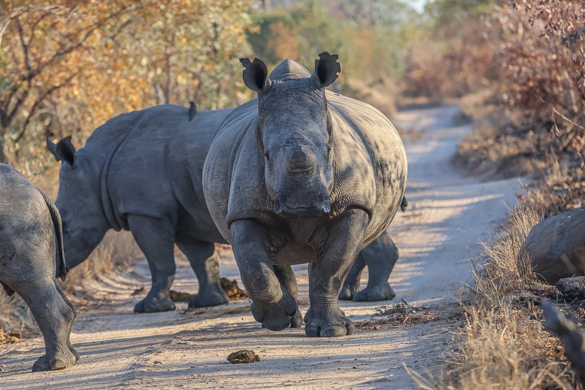 Sabi Sabi Ruan Mey Rhino Dung In Road