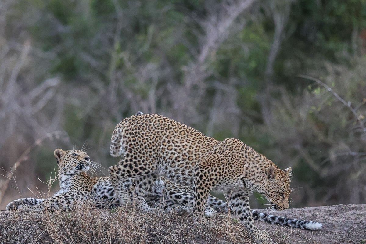 Ntsumi sister cubs taking turns to have a drink of water while in a passive state