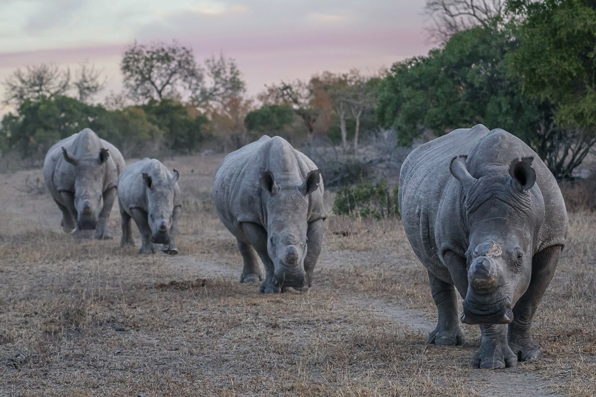 Sabi Sabi Ruan Mey Rhino Terrforming Pathways