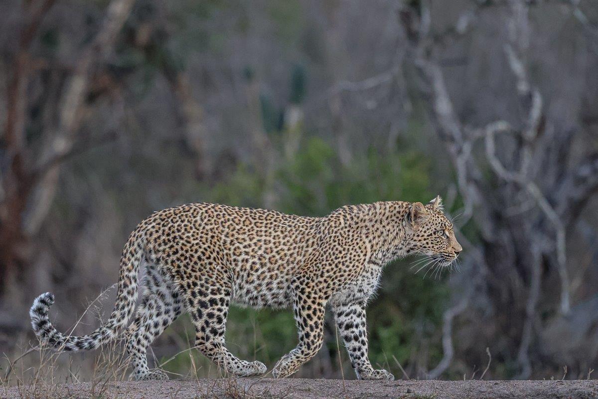 Ntsumi sub-adult cub walking on a lightly raised sand heap