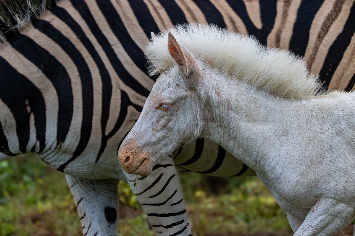A stripless foal next to its stripped mother