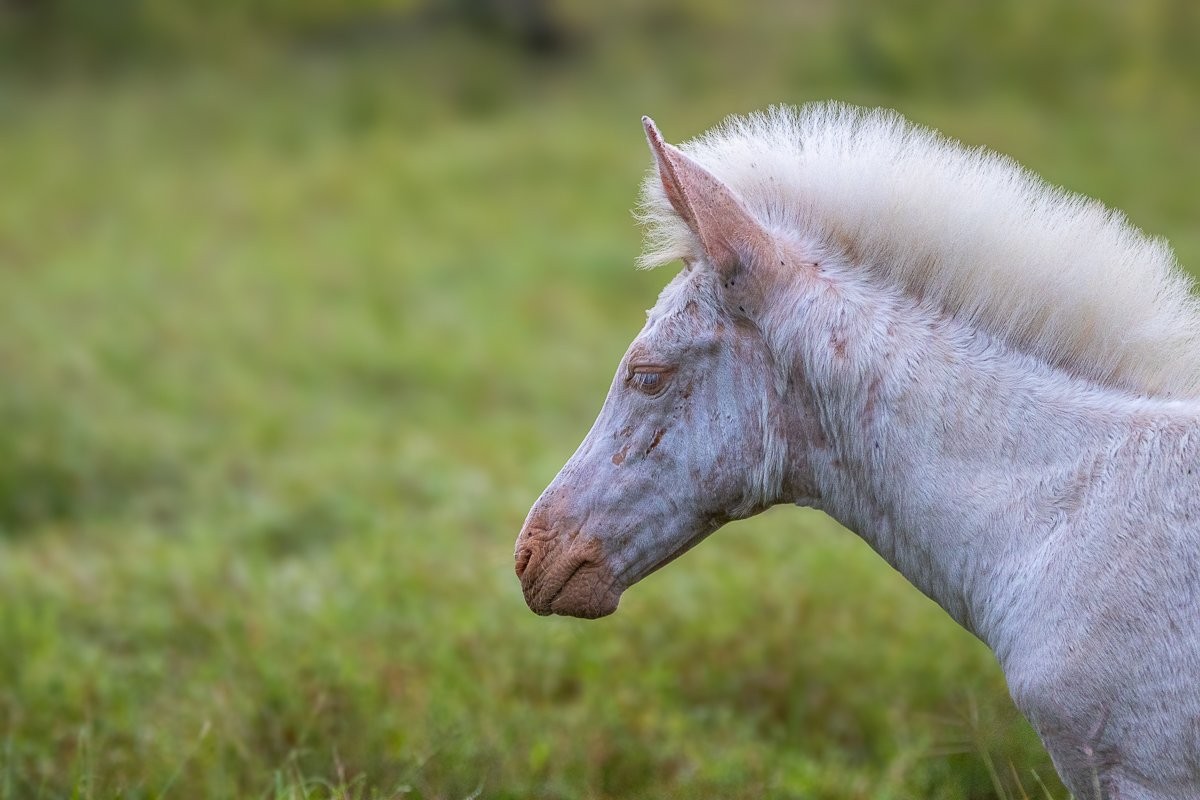 A side angle, from the neck up to the head, view of a strip-less foal