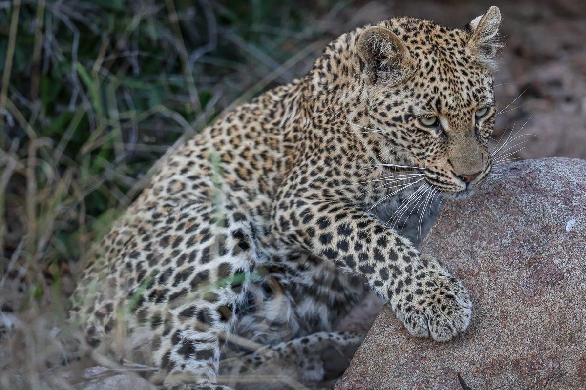 Leopard cub using rock boulder to adjust itself during rest