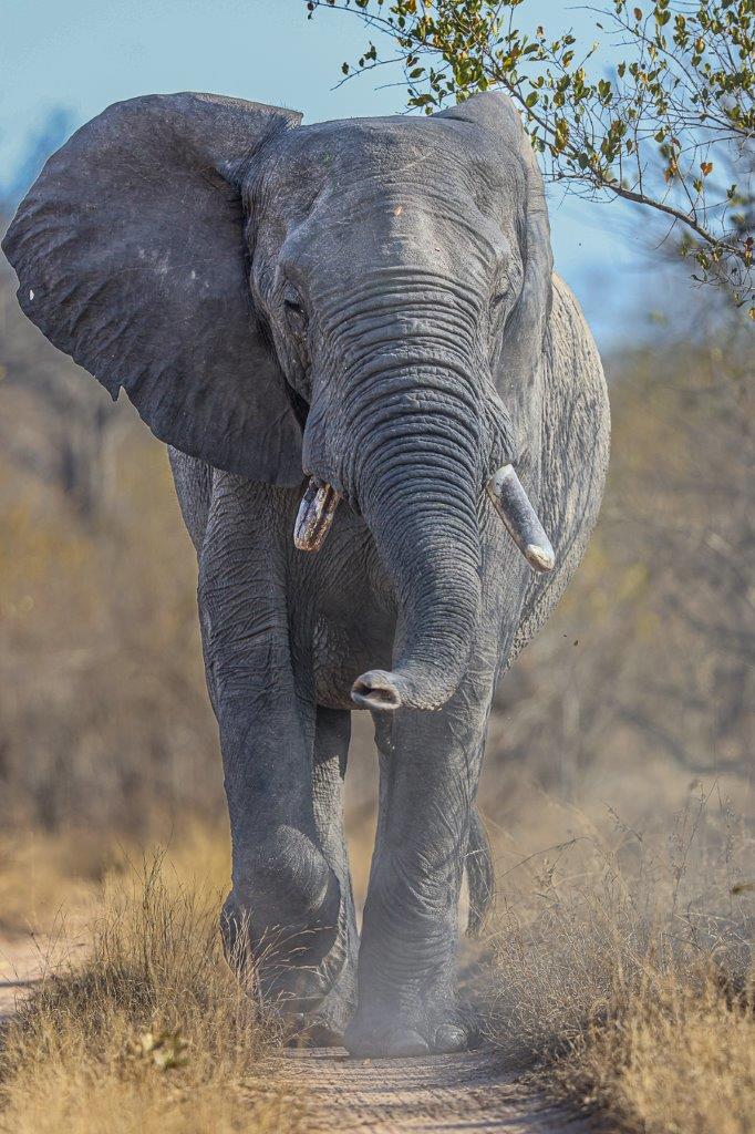Sabi Sabi Ruan Mey Elephant