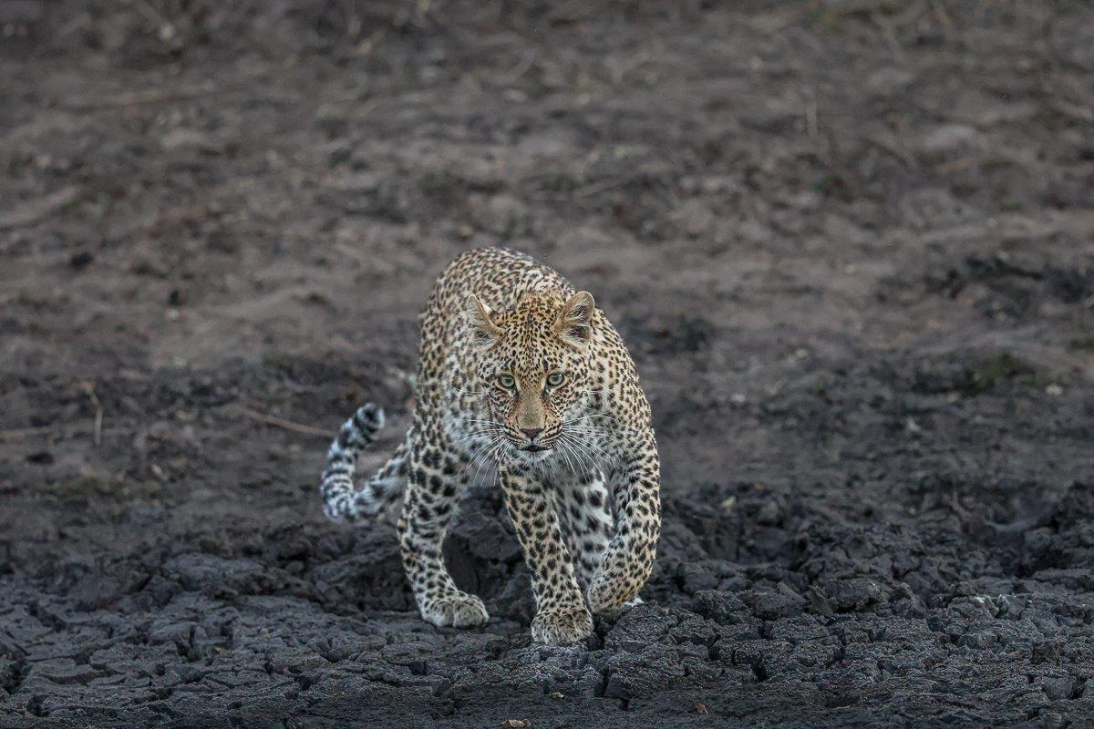 Ntsumi sub-adult cub moving ahead along a sand-cracked drainage line