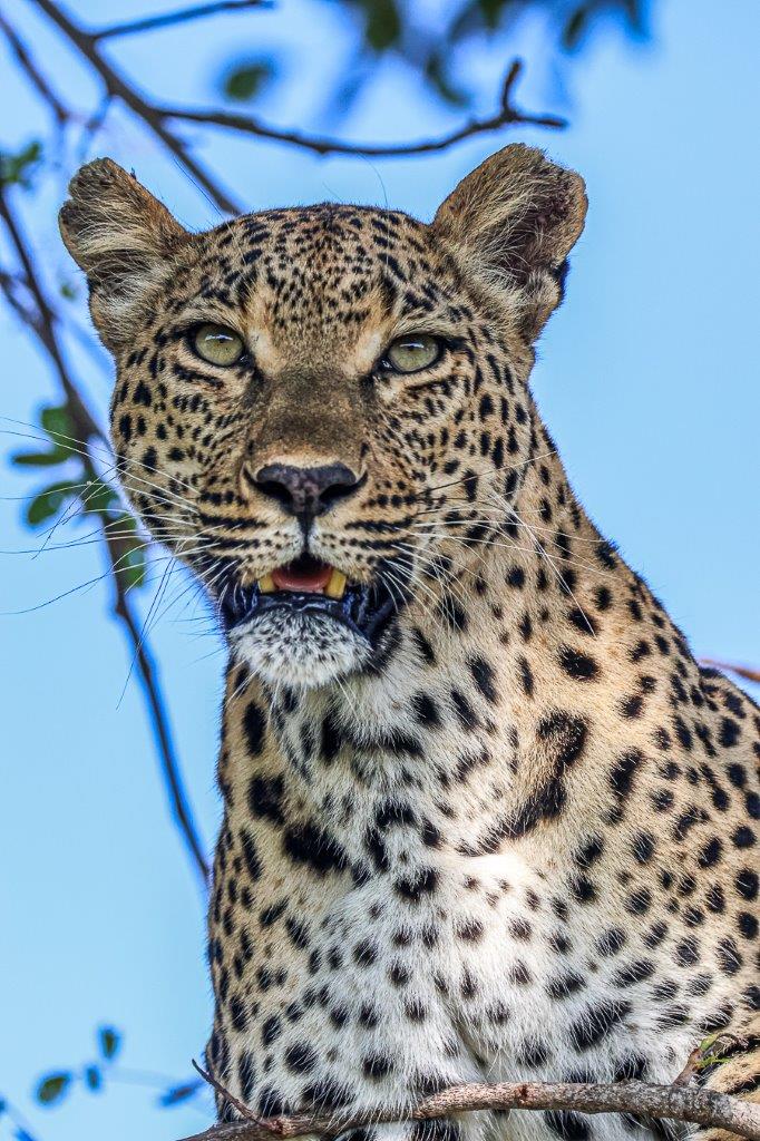 Ntsumi the leopardess of Sabi Sabi