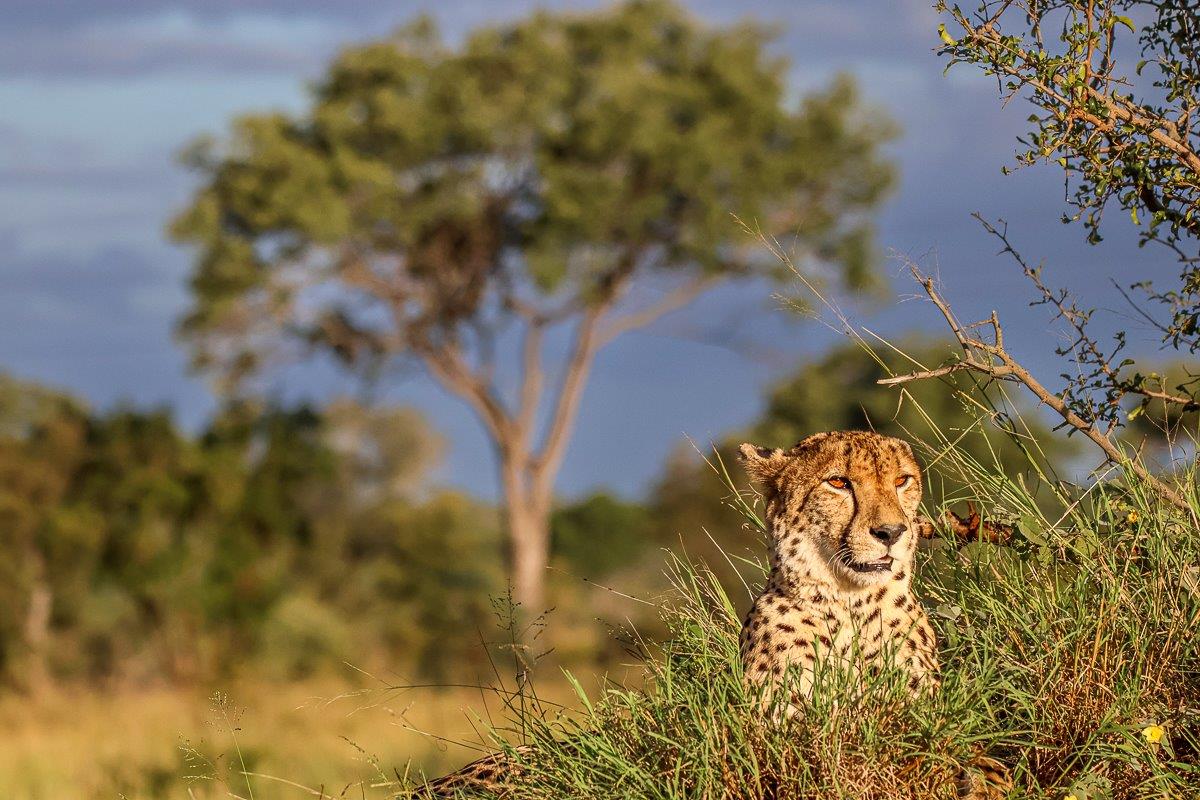 Sabi Sabi Ruan Mey Cheetah