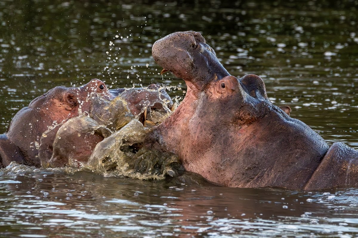 Hippo family playing enjoying time in the water