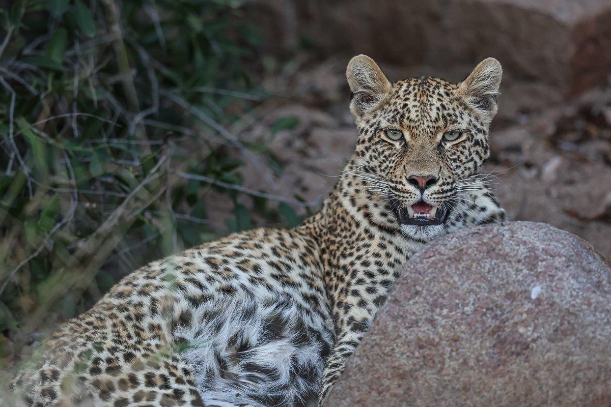 One of Ntsumi's cubs resting within her territory