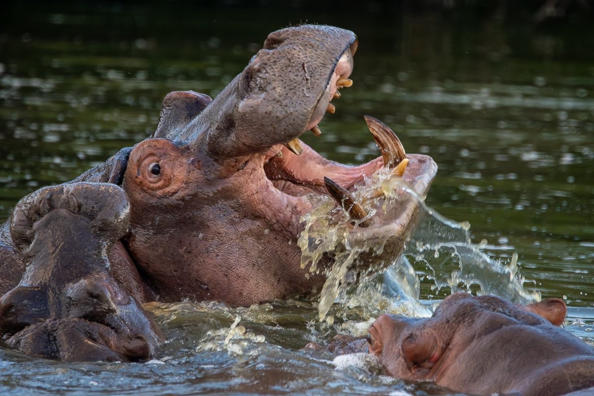 Hippo family wallowing in the water