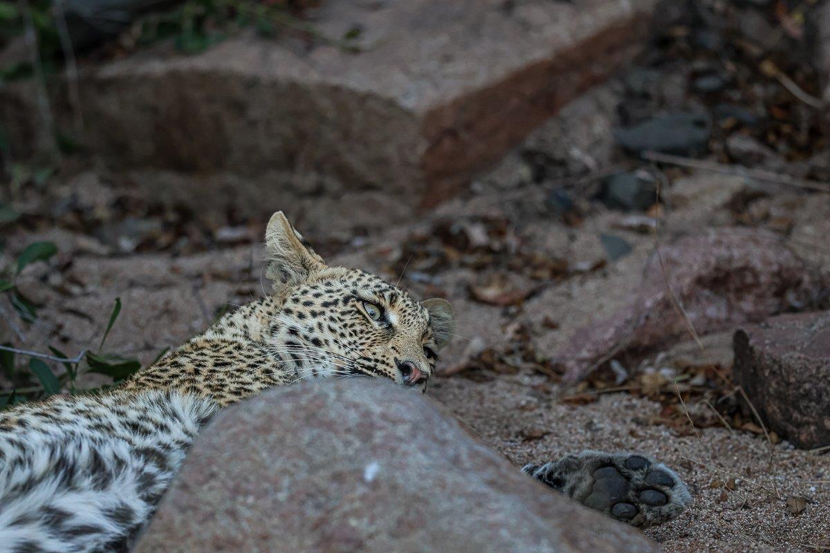 Leopard cub laying on the reserve sand in-front of a rock
