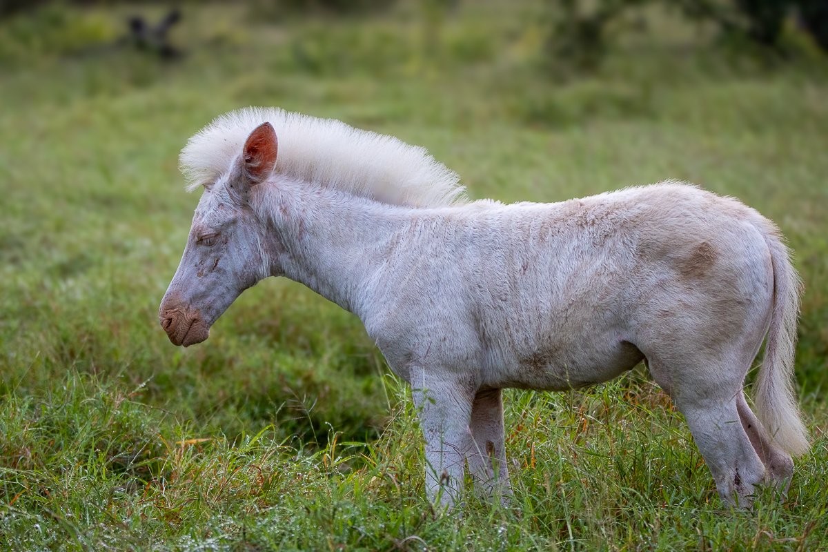 A side view of a white zebra foal standing on a grassland