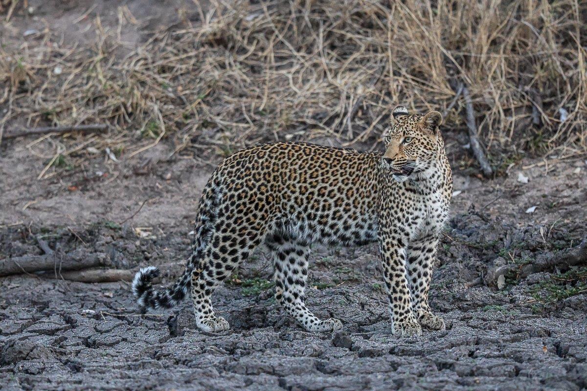 Ntsumi cub moving through a drainage sand-cracked patch