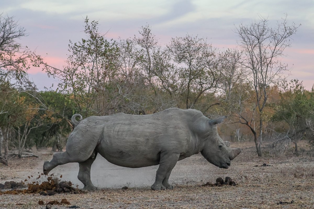 Sabi Sabi Ruan Mey Rhino Middens