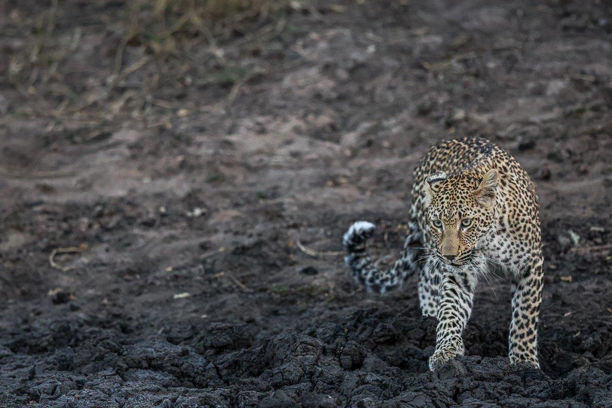 Sub-adult leopard walking through sand mounds with a semi-alert gaze