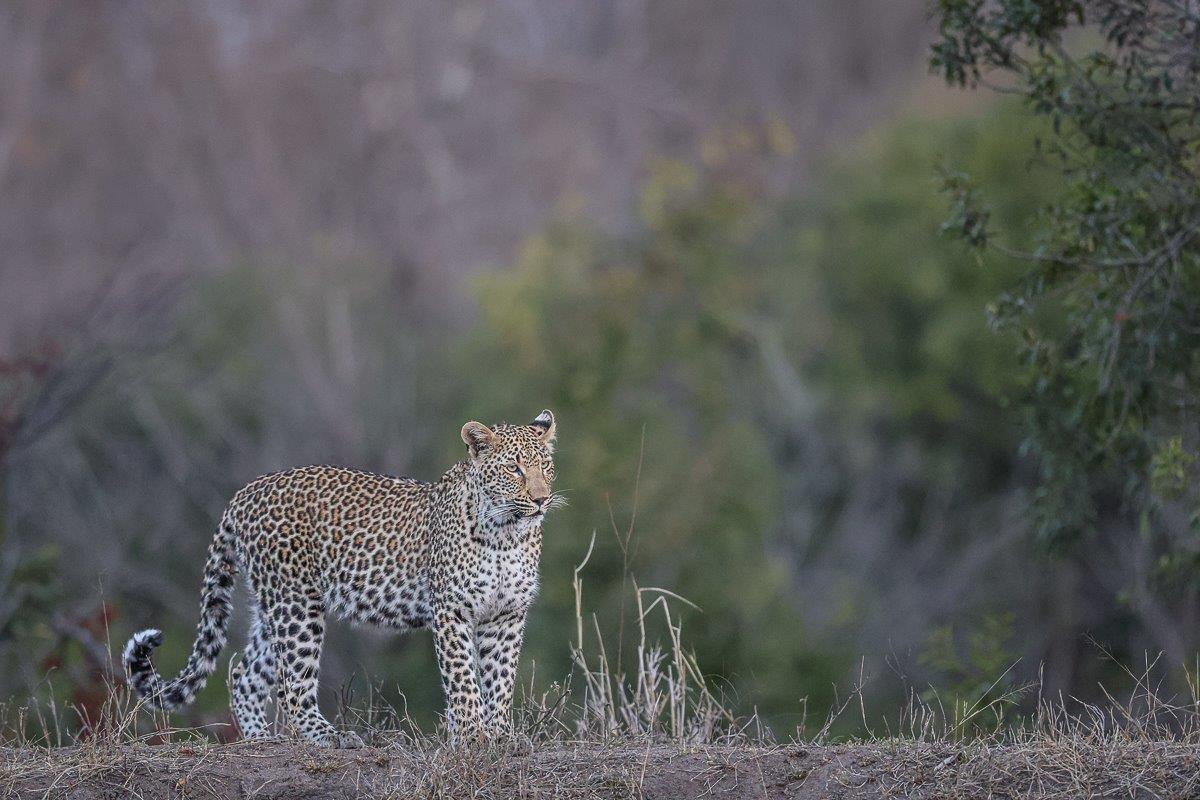Ntsumi cub standing in a relaxed state overlooking the bushveld