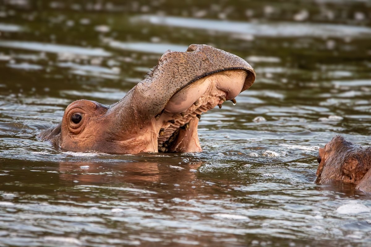 A hippo with only half its mouth above water