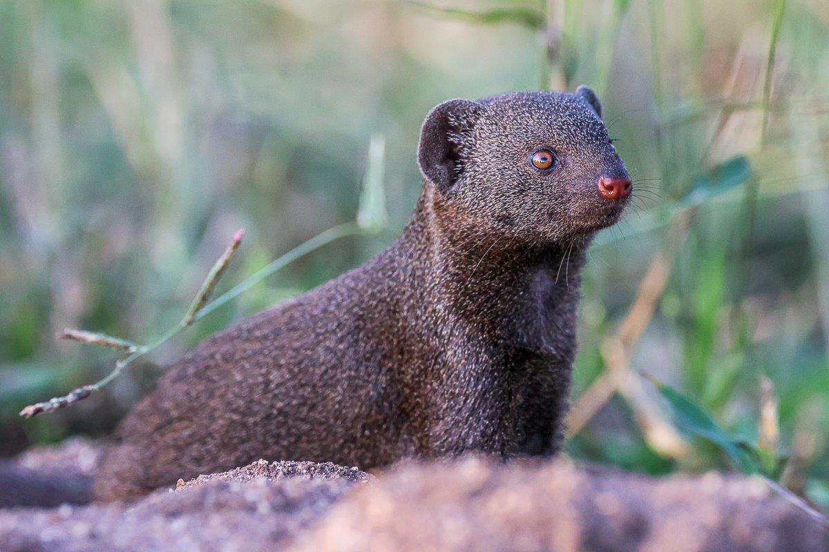 Sabi Sabi Ruan Mey Dwarf Mongoose