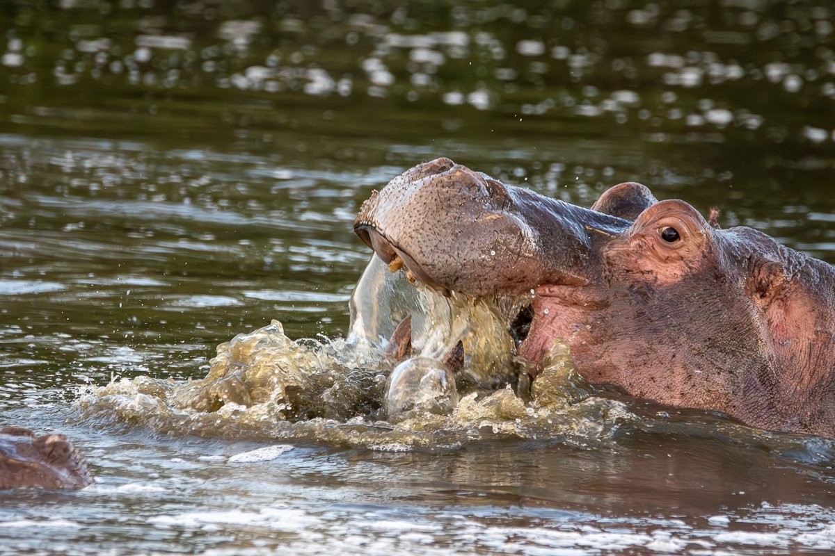 An almost submerged hippo looking about