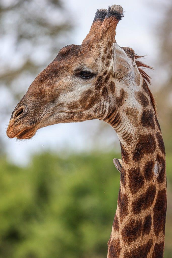 Sabi Sabi Ruan Mey Satara Giraffe