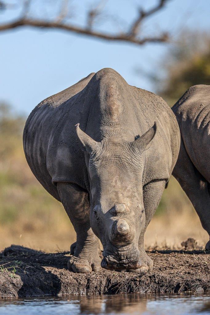 Sabi Sabi Ruan Mey Rhino