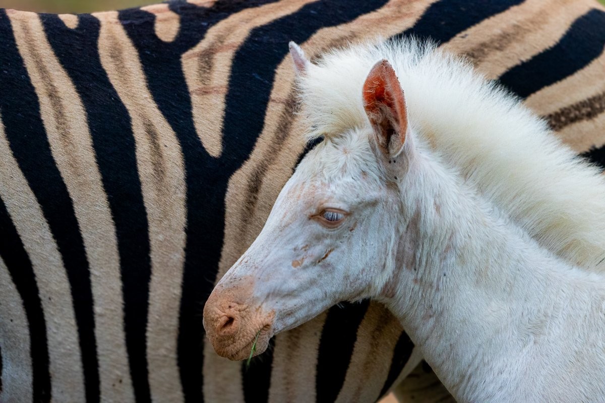 White foal leaning upright with its head against its mother body