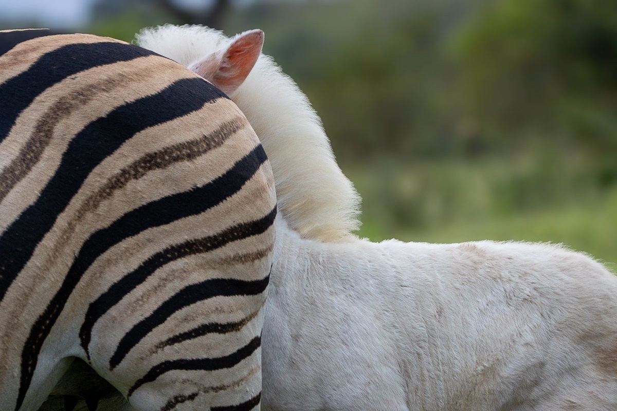 A white foal behind mother zebra