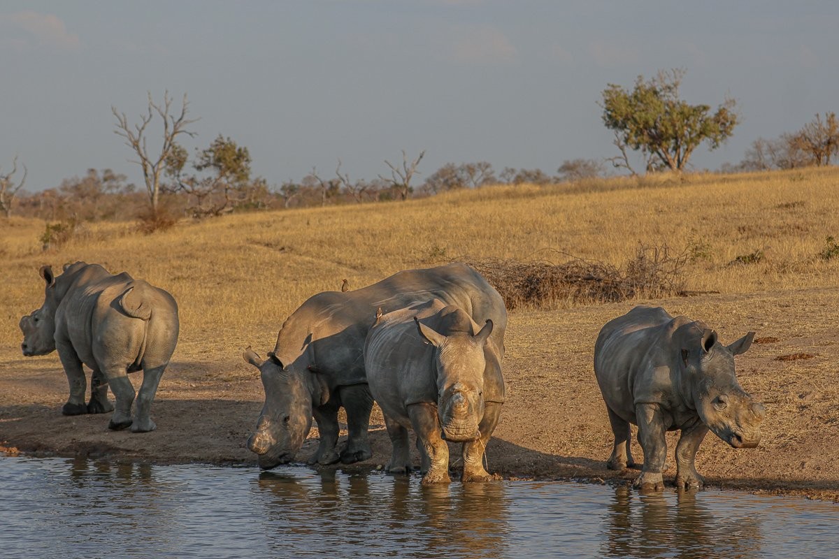 Sabi Sabi Ruan Mey Rhinos At Waterhole