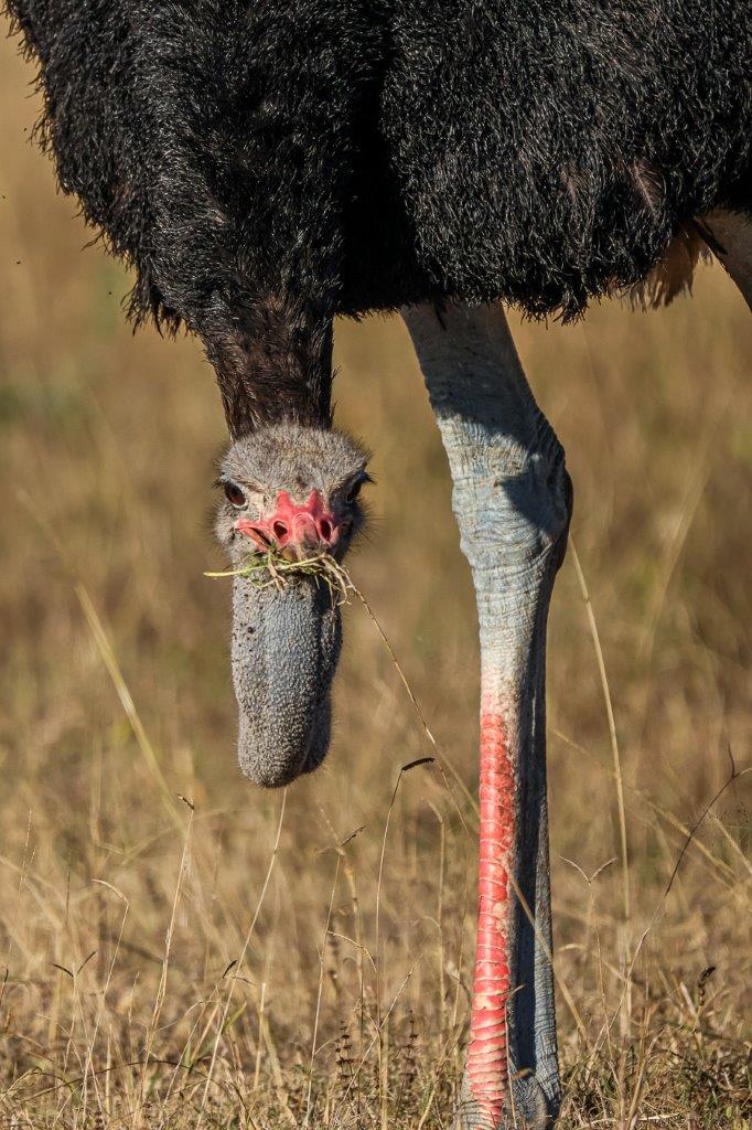 Sabi Sabi Ruan Mey Ostrich