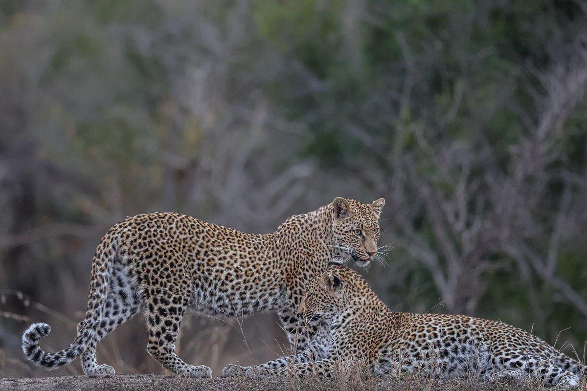 Ntsumi sister cubs groom each other before resting a small distance from each other