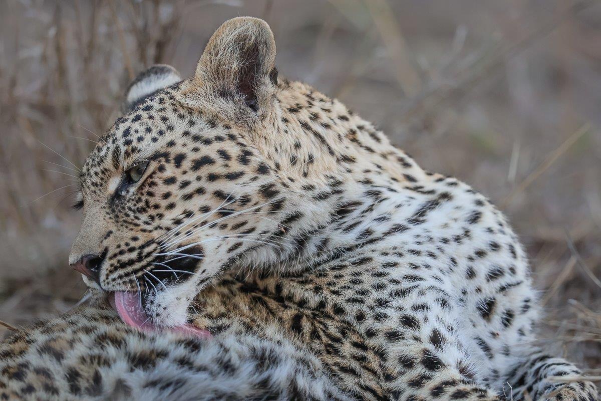 Ntsumi cub sitting and grooming her fur