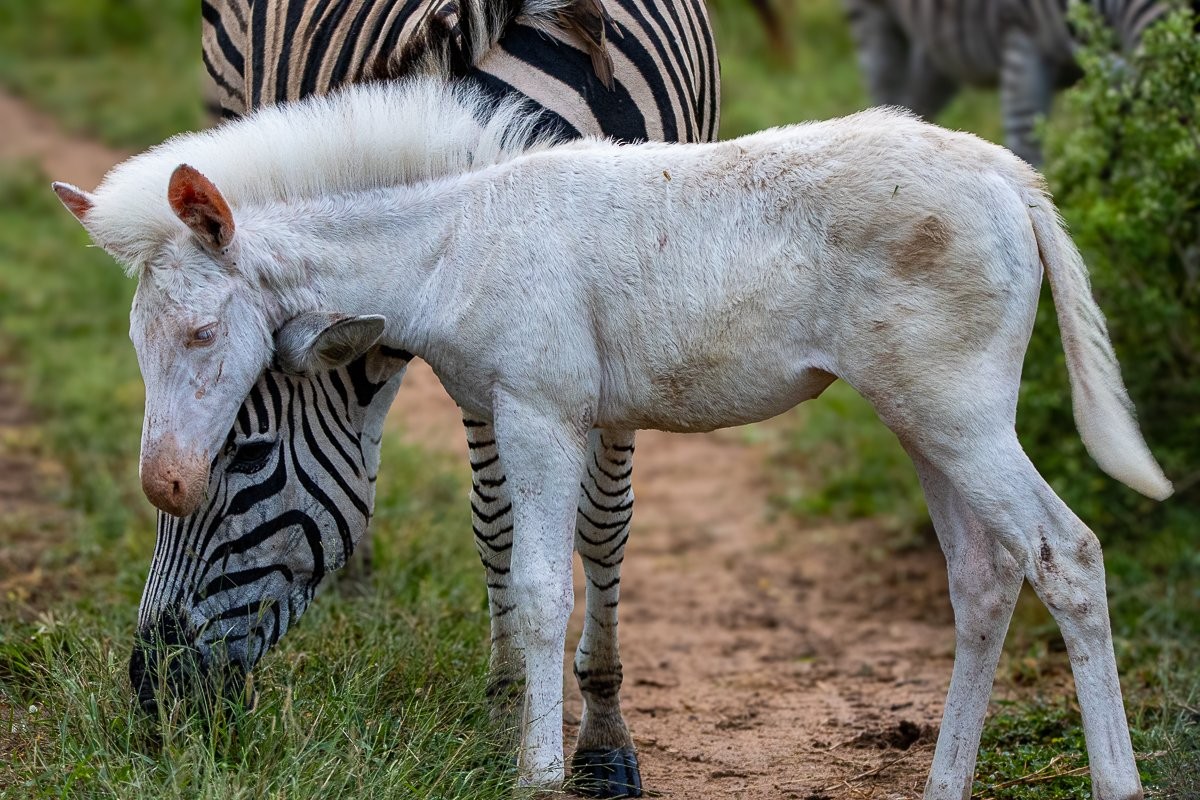 White foal caressing its mother on her head as she bends to graze on grass
