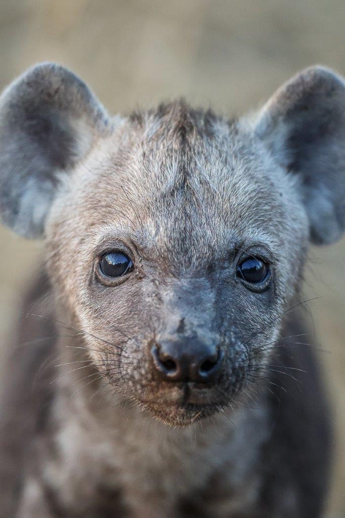 A spotted hyena lurking in the tall grass, surveying its surroundings with sharp eyes.