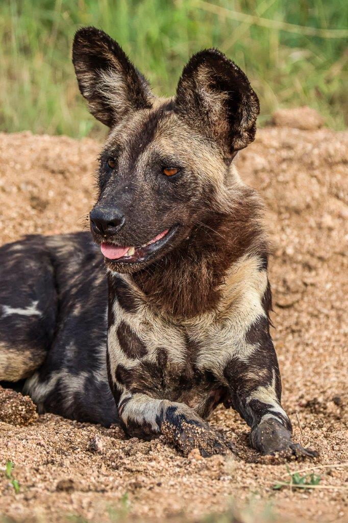 Sabi Sabi Ruan Mey Wilddog