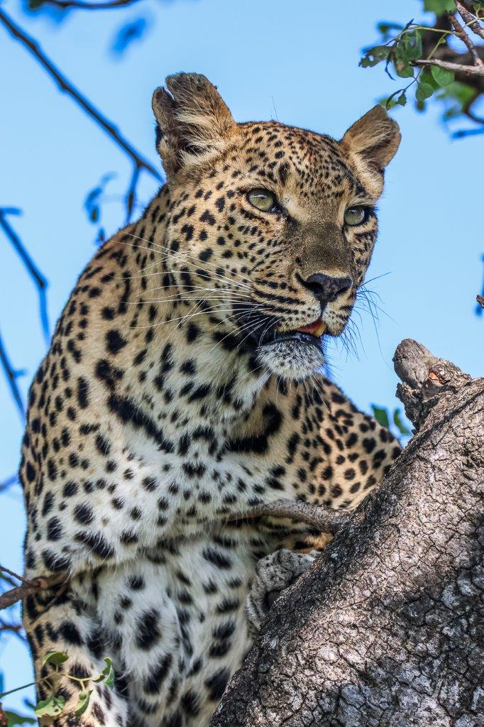 Ntsumi the leopardess on a tree branch looking ahead
