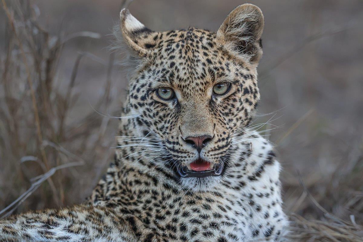 Ntsumi cub resting in bush with head upright looking ahead