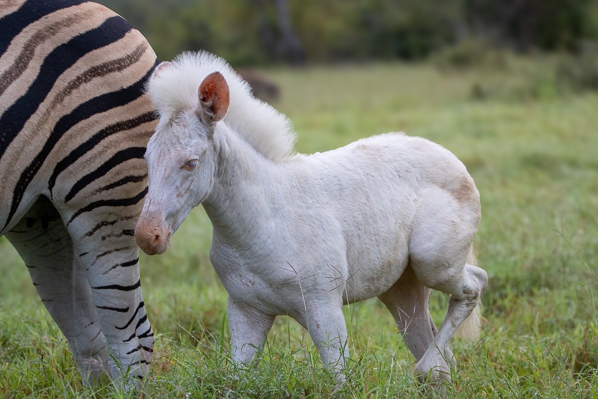 A mare and its leucistic foal moving through long grass in the bush