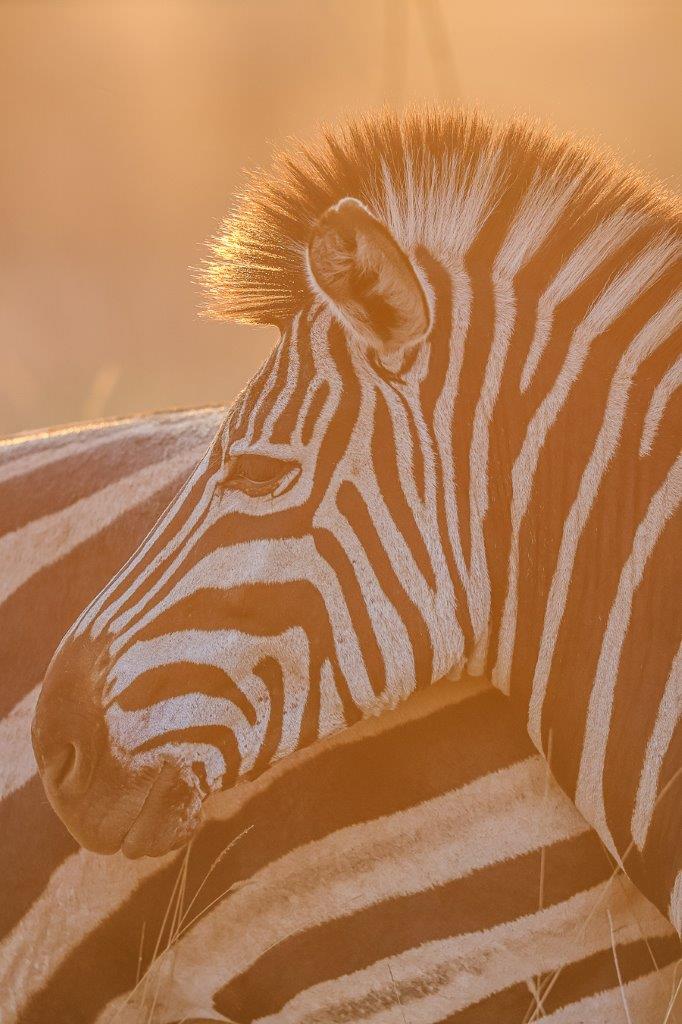 Sabi Sabi Ruan Mey Satara Zebra