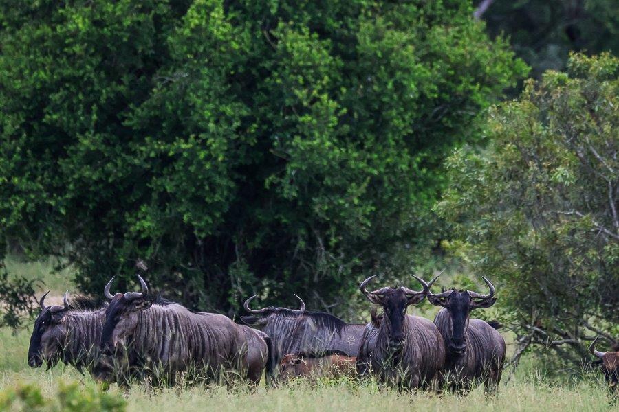 Sabi Sabi Ruan Mey Blue Wildebeest