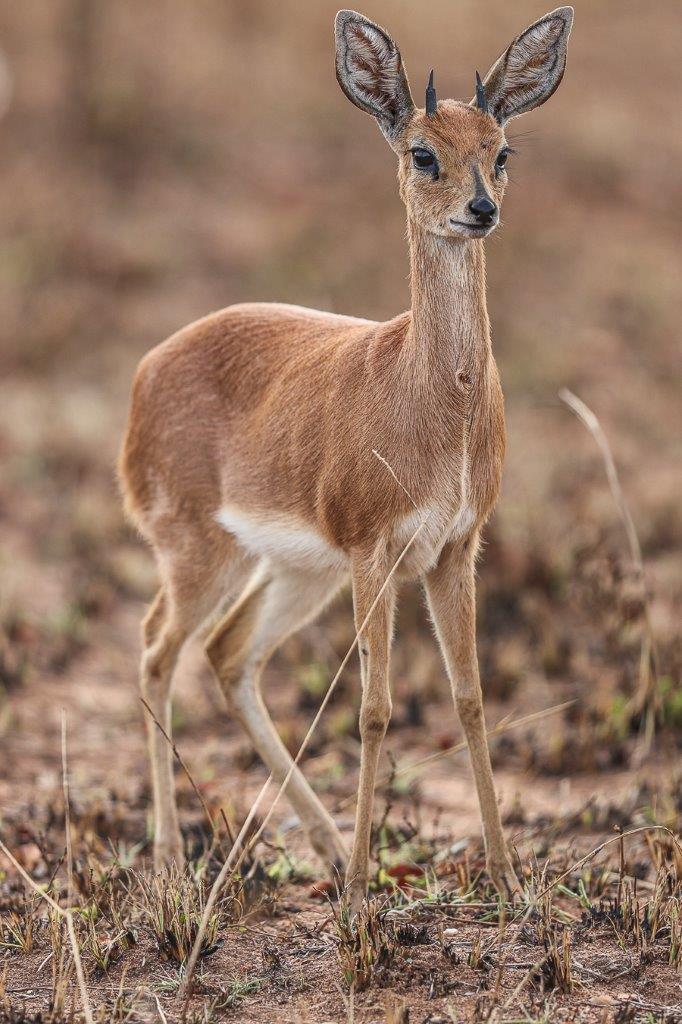 Sabi Sabi Ruan Mey Steenbok